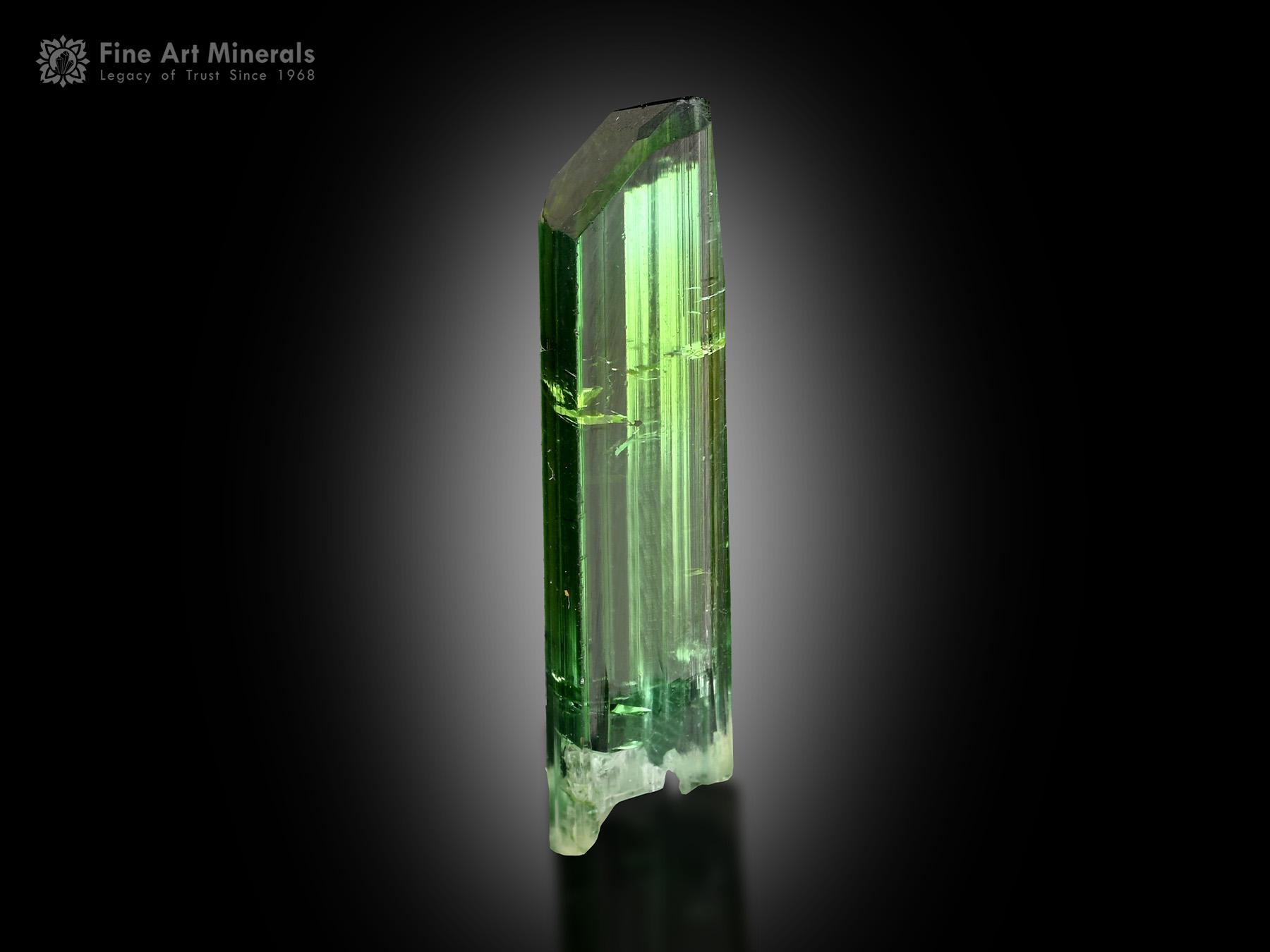 Tourmaline Crystal from Afghanistan - TRML-235 - Fine Art Minerals